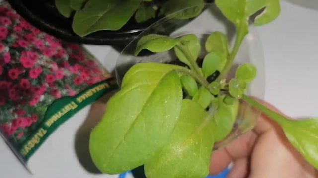 Петуния. Как легко и просто вырастить петунию. Все тонкости выращивания петунии./Прищипка петунии.