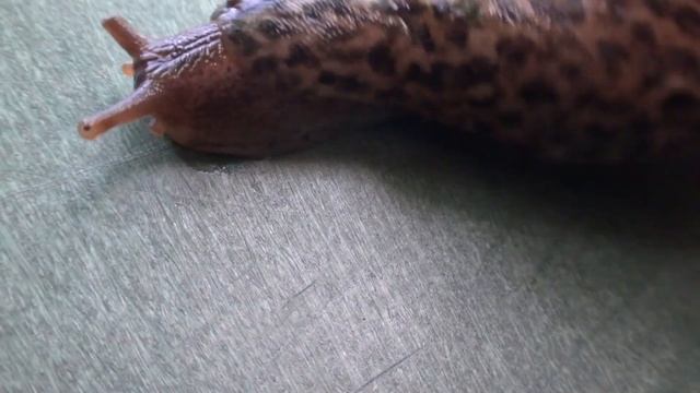 Limax maximus - Great slug смотреть онлайн