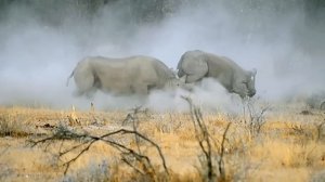 100 СУМАСШЕДШИХ БИТВ ЖИВОТНЫХ В ДИКОЙ ПРИРОДЕ