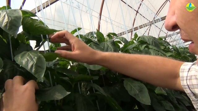 ДЕНВЕР F1 - ОДИН ИЗ РЕНТАБЕЛЬНЫХ ГИБРИДОВ ПЕРЦА смотреть онлайн