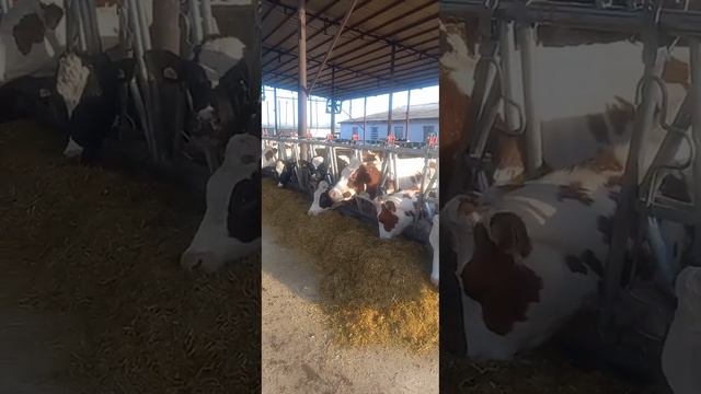 Что едят коровы? Рацион коров. Первотёлки едят кормосмесь. Содержание КРС. Коровы на ферме. Сельхоз смотреть онлайн