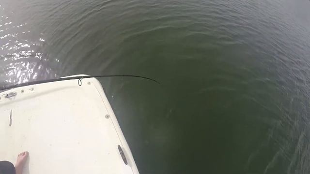 GoPro Hero3+: Fishing w/ Captain Lindy | Florida Backwater смотреть онлайн