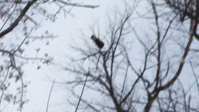 Охота на куницу 2018!!! смотреть онлайн