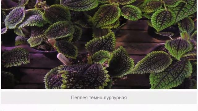 Пеллея – нежные кустики кнопочного папоротника смотреть онлайн