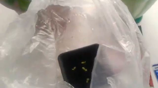 Катарантус розовый и всходы Катарантуса красного☺ смотреть онлайн
