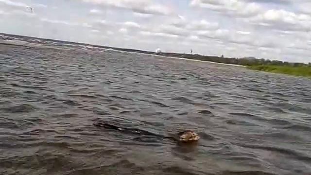 Плавающий кот, кот плавает в море (кот плывет в финском заливе) смотреть онлайн
