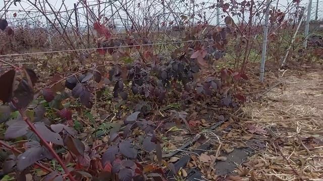 Листья на ежевике даже зимой. Что с ними делать? смотреть онлайн