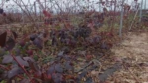 Листья на ежевике даже зимой. Что с ними делать?