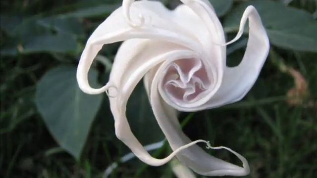 Angel's Trumpet - - Fall 2007 #1 смотреть онлайн