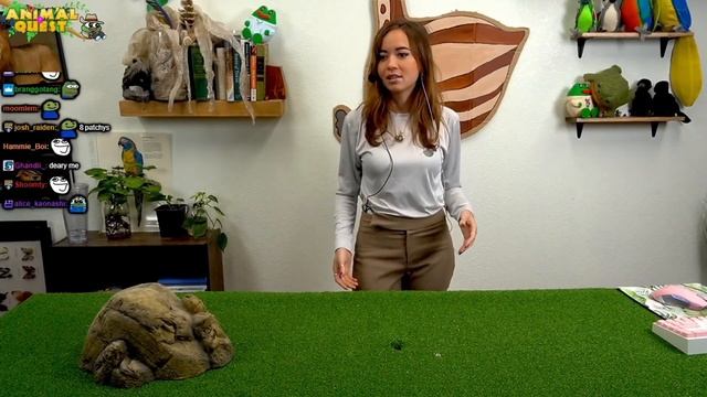 ANIMAL QUEST Ep 13: Blue-Tongued Skink Edition смотреть онлайн