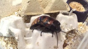 СОДЕРЖАНИЕ МАДАГАСКАРСКИХ ШИПЯЩИХ ТАРАКАНОВ / НАСЕКОМЫЕ  ЧАСТЬ 3 / ТЕРРАРИУМ / КОРМЛЕНИЕ