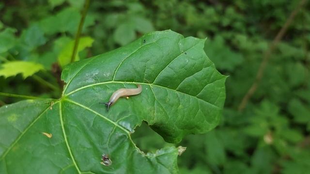 тест камеры Samsung S22 Ultra FHD 120 Fps