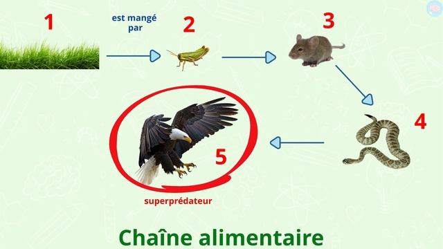 Les chaînes alimentaires CP - CE1 - Cycle 2 - Questionner le monde - Le monde du vivant смотреть онлайн