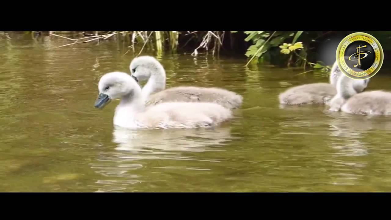 «Музыка утренней росы» — Елена Латыш-Бирюкова смотреть онлайн