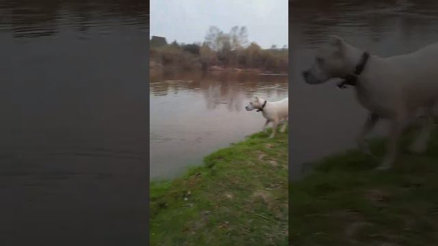 Отправились с собаками на речку смотреть онлайн