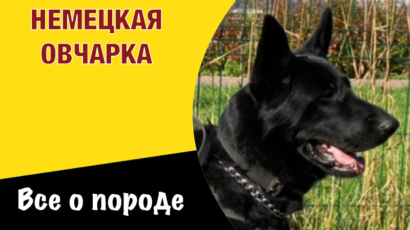 Все о породе Немецкая овчарка.mp4 смотреть онлайн