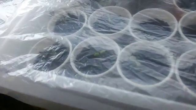 Комнатные цветы из семян, продолжение 1 части смотреть онлайн