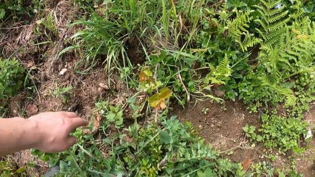 Homestead Vlog - Plant It Up!!