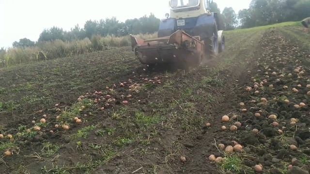 Уборка картофеля 2020 г.mp4 смотреть онлайн