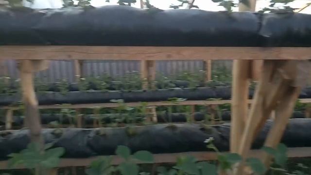 Малообъемка клубника! Месяц после посадки! смотреть онлайн