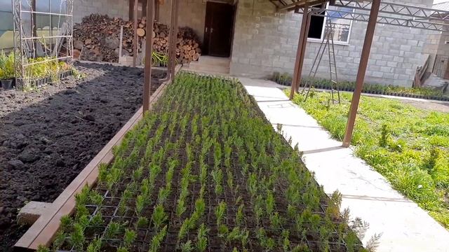 ?НОВЫЙ КАНАЛ О ДЕКОРАТИВНЫХ РАСТЕНИЯХ И О РАЗВИТИИ ДЕЛА! Константин Степанов LIVE