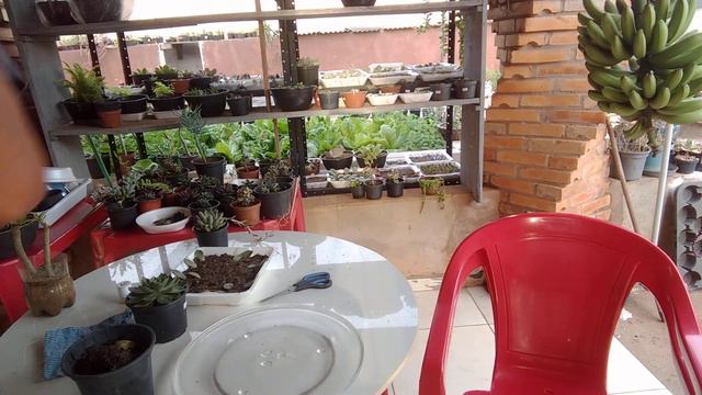 VIDEO 126 ECHEVERIA OLIVIA смотреть онлайн