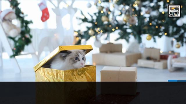 Ragdoll Cat Facts - The Docile Doll - Animal a Day R Week смотреть онлайн