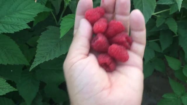 Секреты выращивания ремонтантной малины. Сорт Жар-Птица смотреть онлайн