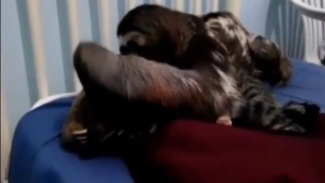 Кот и ленивец