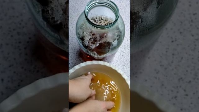 Чайный гриб. Как приготовить чайный гриб. Комбуча. смотреть онлайн