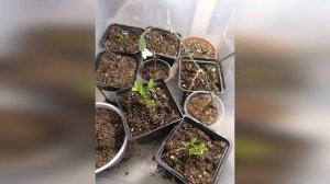 КАК СОХРАНИТЬ ГОРТЕНЗИЮ ДОМА ЗИМОЙ. (Гортензии из холодильника. Часть 1).