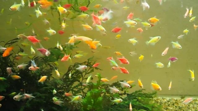 Мальки тернеции GloFish смотреть онлайн