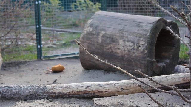 Обычный день зайцев. Песочек, пень и наглые соседи по вольеру. смотреть онлайн