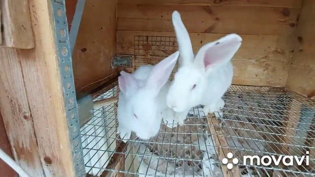 Обзор хозяйства. Кролики Белые Великаны. Крольчата от Фландера. Готовимся к окролу или нет? смотреть онлайн