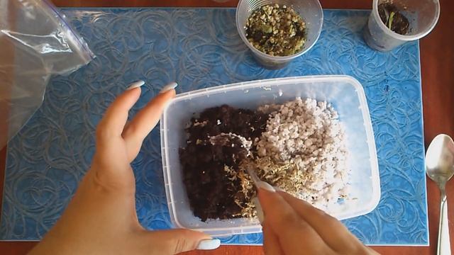 Венерина мухоловка (Dionaea muscipula): размножение листовым черенком смотреть онлайн