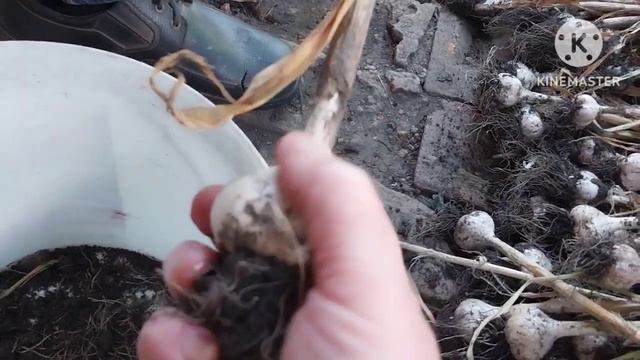 Як підготувати часник до тривалого зберігання. смотреть онлайн