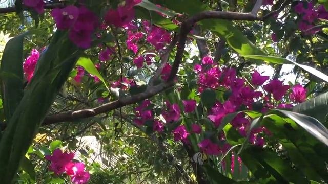 Butterfly Enjoying the Beauty of Bougainvillea in my Garden смотреть онлайн