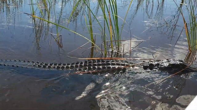 Everglade National Park-Miami смотреть онлайн