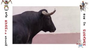 Бег БЫКОВ по городу / Испанаская коррида