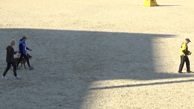 2023 IGP CACT Russia 41 Татьяна Оборина и Рыжая Бестия Астон Мартин (Малинуа) С88 смотреть онлайн