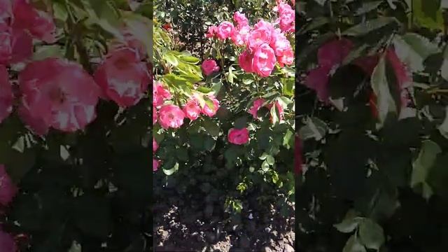 СУПЕР ФЛОРИБУНДА необычная роза Ангела / Rose Floribunda Angela / Rozi Mira #shorts