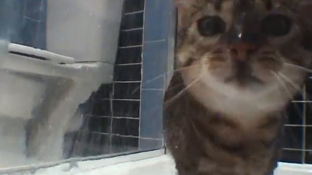 Tia Bongo Cat Shower смотреть онлайн