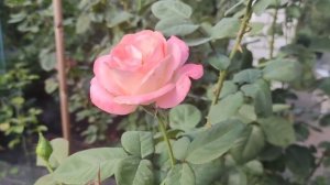 Роза Мисс Пигги. Чайно гибридная обильно цветущяя роза