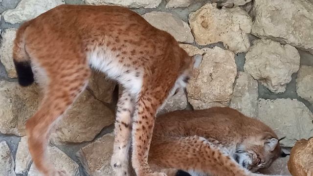 В Бахчисарайском зоопарке...