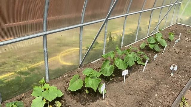 Друзья приглашаю Вас на прогулку в мое тепличное хозяйство. ??? смотреть онлайн