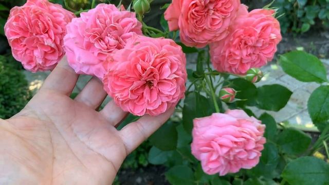 Роза ШАКЕНБОРГ - достойная Роза моего сада!!!!! смотреть онлайн