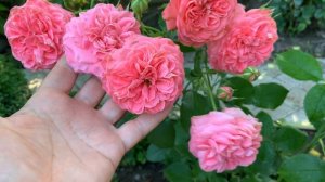 Роза ШАКЕНБОРГ - достойная Роза моего сада!!!!!