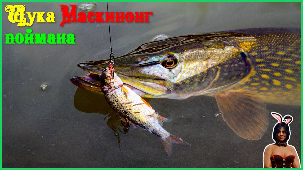 Щука Маскиног поймана_0_1??
