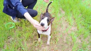 Миниатюрный бультерьер | Все о породе