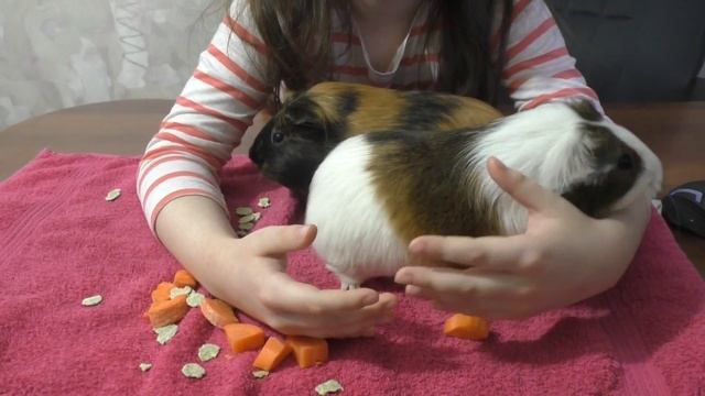 Как уговорить родителей купить морскую свинку или двух? смотреть онлайн